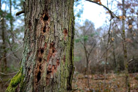 Überdeutlich sind die Löcher in den Eichen des Westwalds: Sie sind Überbleibsel der Larven, die sich durch das Holz fressen. Foto: Franziska Schuster