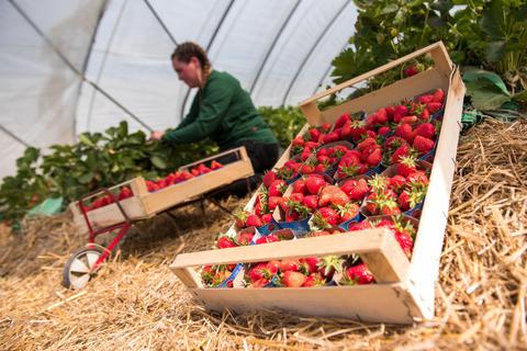 Erdbeeren und Spargel, das wird in der Rheinebene bevorzugt angebaut. Die Chance, dass hier viele Betriebe auf eine ökologische Bewirtschaftung umstellen, ist daher eher gering. Archivfoto: dpa