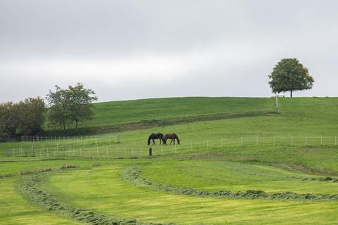 Zwei Pferde stehen auf einer Wiese bei Brandau, Gemeinde Modautal.