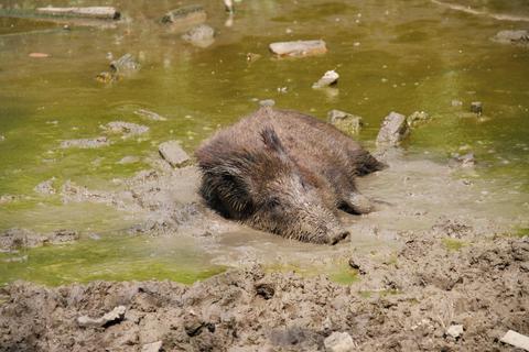 Auch großen Wildtieren wie dem Wildschwein macht die Hitze zu schaffen. Trocknet der Wald aus, fehlen auch Suhleflächen. Archivfoto: Petra - stock Adobe