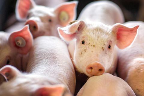 Schweinehaltung und -mast sind ein wirtschaftlich schwieriges Terrain für Landwirte. Viele Halter hören deshalb auf. 