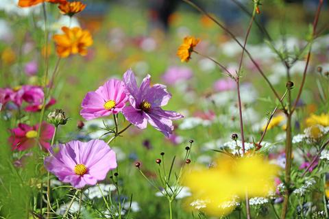 Es muss nicht nur englischer Rasen sein. Eine Blühwiese fördert die Artenvielfalt. Archivfoto: dpa