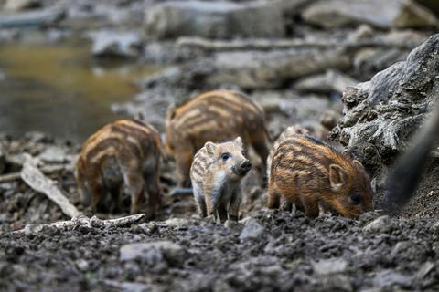 Auch in diesem Jahr gibt es wieder Nachwuchs im Eulbacher Tierpark. Neben den Mufflons gab es auch bei den Wildschweinen Nachwuchs. Gleich drei Säuen gebaren in den letzten Wochen ihre Frischlinge, welche nun gemeinsam ihre Umgebung entdecken. 
