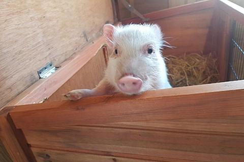 Zumindest Zwergschweinchen Pina hat dank M.u.T. ein neues Zuhause in Franken gefunden. Foto: M.u.T.