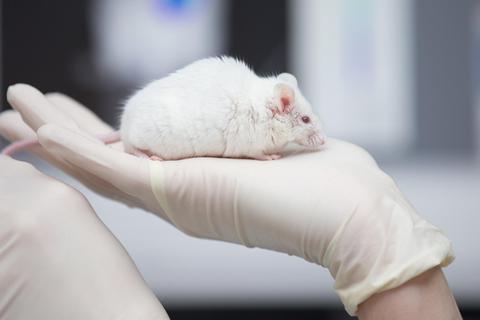 Bei der Entwicklung von Medikamenten und Chemikalien, etwa für den Hausgebrauch, sind Tierversuche gesetzlich vorgeschrieben: eine Maus in einer Forschungseinrichtung. Foto: dpa