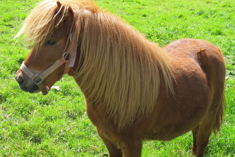 Ein Pony auf der Weide. Symbolbild: Canva