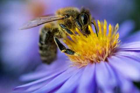 Ist das Insektenschutzgesetz verhältnismäßig? Foto: dpa