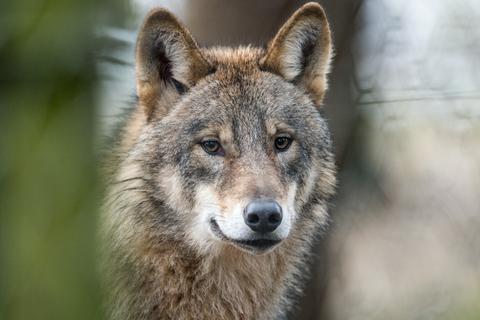 Das Land Hessen will sich für den Schutz von Wölfen und Weidetieren einsetzen. Archivfoto: dpa