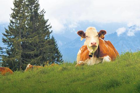 Geduldige Zuhörer: Für die Kühe im Tölzer Land sind jodelnde Wanderer nichts Ungewöhnliches. Foto: Carsten Heinke